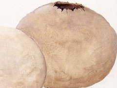 长根静灰球的功效与作用_长根静灰球图片