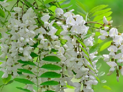 槐花图片与槐花的功效作用