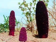 锁阳图片与锁阳的功效作用
