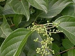 苦皮藤图片与苦皮藤的功效作用