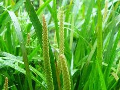 石菖蒲_石菖蒲的功效作用