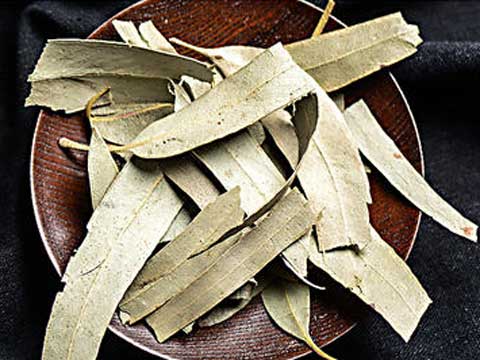 大叶桉叶药材图片