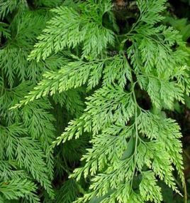 小野鸡尾的药用价值