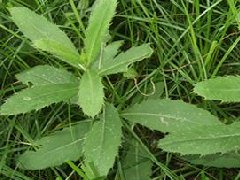小蓟_小蓟的药用价值介绍