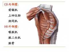 喙肱肌与喙肱韧带损伤是什么症状和表现用中医来解释