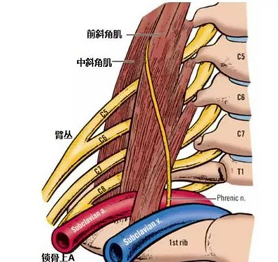 前斜角肌综合征是什么症状和表现用中医来解释
