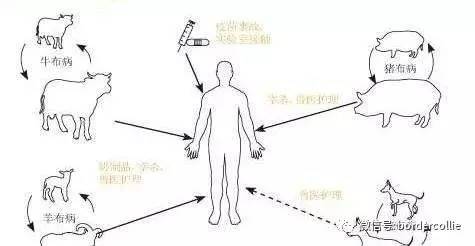 布鲁氏杆菌病是什么症状和表现用中医来解释