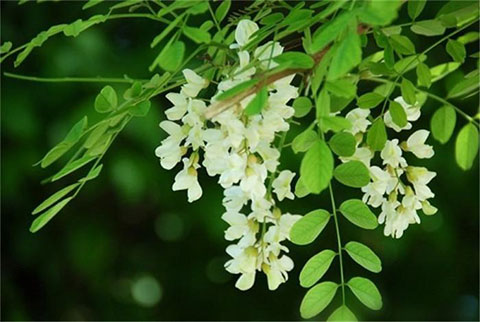 小槐花图片