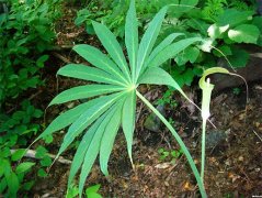 天南星图片|天南星的功效与作用