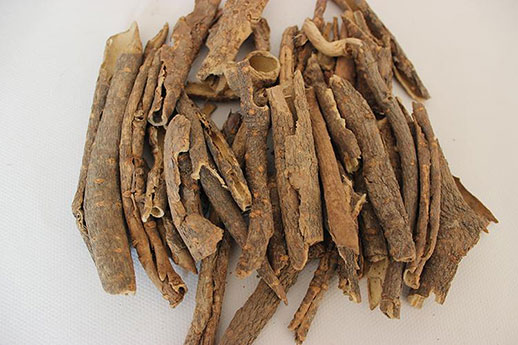 五加皮的功效与作用
