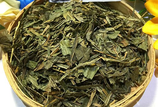 凤尾草的功效与作用