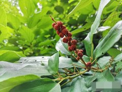 粗糠柴图片_粗糠柴的功效与作用