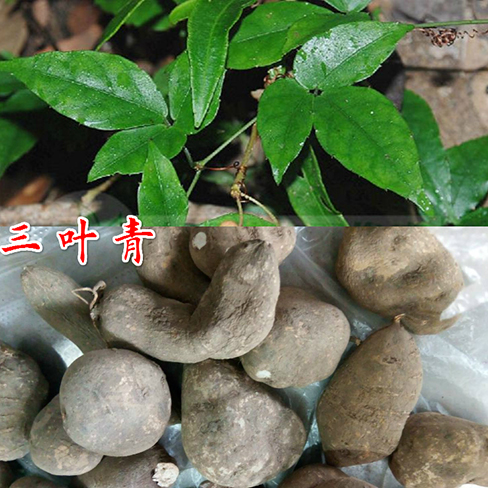 三叶青图片
