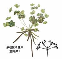 泽漆的功效与作用