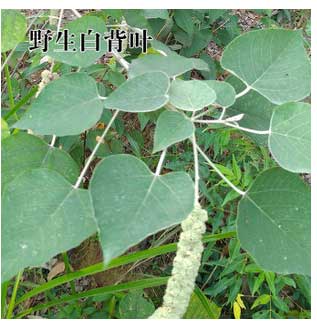 白背叶的功效与作用