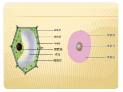 构成人体的基本单位是什么?细胞由哪些结构组成?