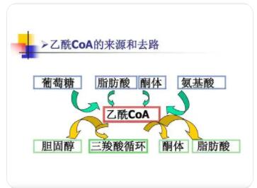什么叫酮体?为什么酮体增多会发生酸中毒?