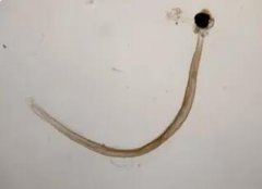 “米芯猪”的肉对人有什么危害?