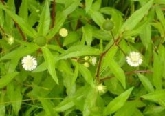 仙鹤草为什么能驱除绦虫?