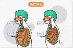 什么是胸廓?胸部有哪些标志线?