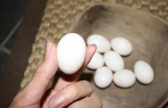 鸽子蛋的功效与作用_鸽子蛋图片