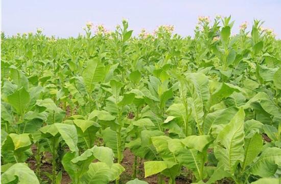 烟草的功效与作用毒性
