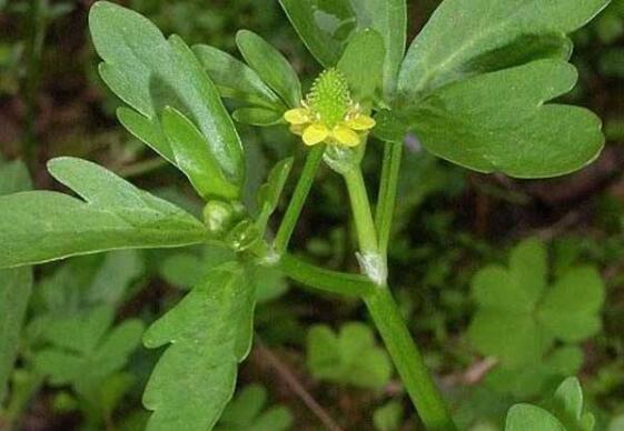 石龙芮的功效与作用毒性
