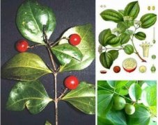 马钱子图片_马钱子的功效与作用毒性