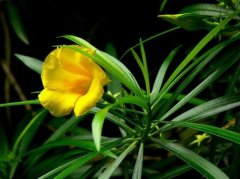 黄花夹竹桃图片_植物黄花夹竹桃的功效与作用及毒性