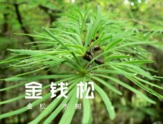 金钱松图片_植物金钱松的功效与作用及毒性