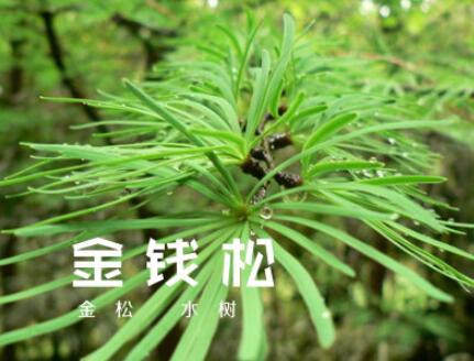 金钱松图片