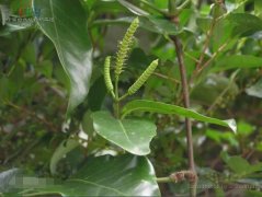 小叶买麻藤图片_植物小叶买麻藤的功效与作用及毒性