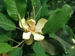 山玉兰图片_植物山玉兰的功效与作用及毒性