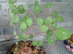 山乌龟图片_植物山乌龟的功效与作用及毒性