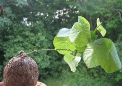 石蟾蜍图片_植物石蟾蜍的功效与作用毒性
