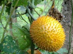 木鳖子图片_植物木鳖子的功效与作用毒性