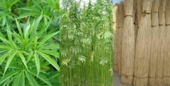 黄麻图片_植物黄麻的功效与作用及毒性