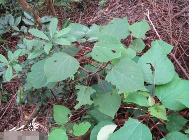 红背山麻杆图片