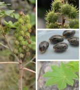 蓖麻图片_植物蓖麻的功效与作用及毒性