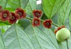 守宫木图片_植物守宫木的功效与作用及毒性