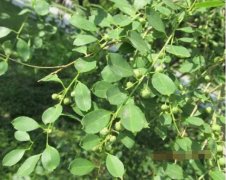 叶底珠图片_植物叶底珠的功效与作用及毒性