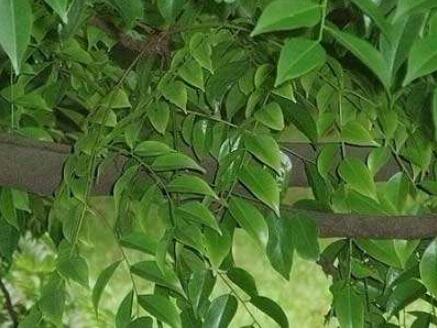 格木的功效与作用及毒性