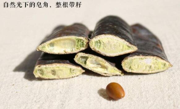 皂荚的功效与作用及毒性