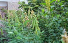 猪屎豆图片_植物猪屎豆的功效与作用及毒性
