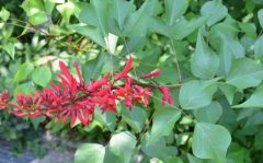 龙牙花图片_植物龙牙花的功效与作用及毒性