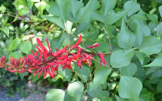 龙牙花图片
