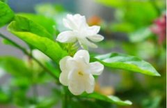 茉莉花图片_植物茉莉花的功效与作用及毒性