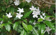 狗牙花图片_植物狗牙花的功效与作用及毒性