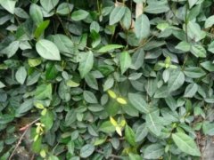 络石藤图片_植物络石藤的功效与作用及毒性