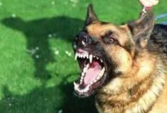 怎样识别动物是否得了狂犬病?